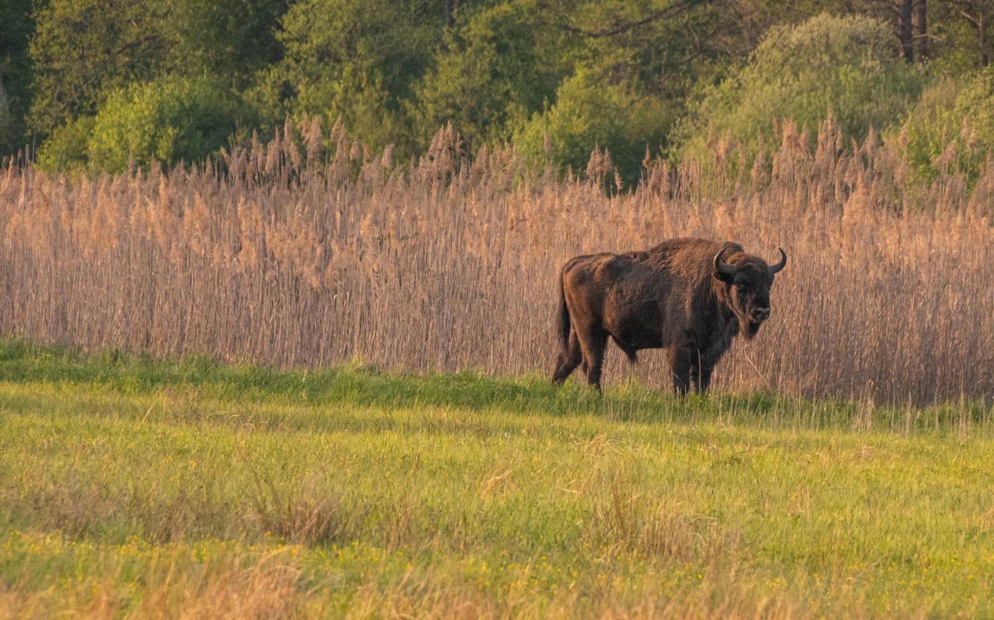 Dwor Na Otulinie Bauernhof Białowieża